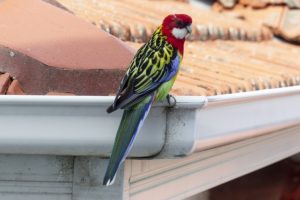 eastern rosella 829724 640