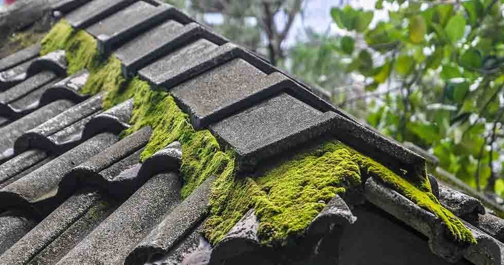 Concrete roof with moss